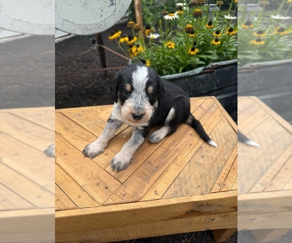 Medium Photo #4 Bernedoodle-Bluetick Coonhound Mix Puppy For Sale in RINGTOWN, PA, USA