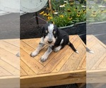 Small Photo #4 Bernedoodle-Bluetick Coonhound Mix Puppy For Sale in RINGTOWN, PA, USA