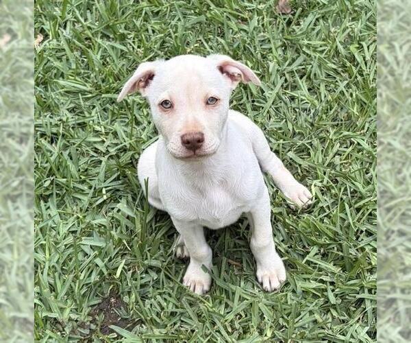 Medium Photo #3 Labrador Retriever-Unknown Mix Puppy For Sale in San Diego, CA, USA