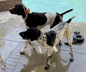 Mother of the German Shorthaired Pointer puppies born on 01/04/2022