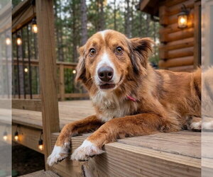 Australian Shepherd-Unknown Mix Dogs for adoption in Vail, AZ, USA