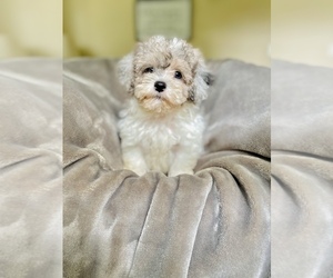 Maltipoo Puppy for sale in COOKEVILLE, TN, USA