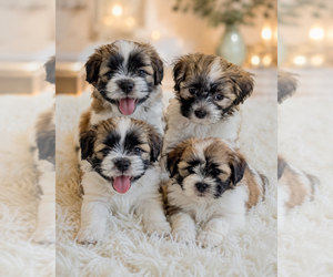 Zuchon Puppy for Sale in CLERMONT, Florida USA