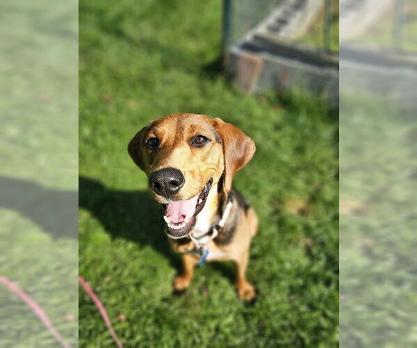 Medium Photo #4 Beagle-Unknown Mix Puppy For Sale in Springdale, PA, USA