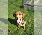 Small #3 Beagle Mix