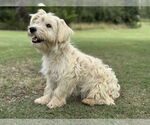 Small #3 Wheaten Terrier Mix