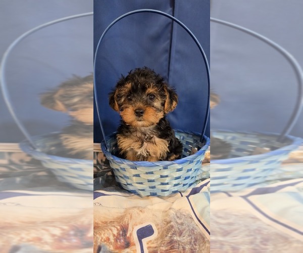 Medium Photo #10 Yorkshire Terrier Puppy For Sale in HUNTSVILLE, AL, USA