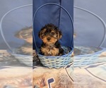 Small #9 Yorkshire Terrier