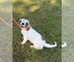 Small #4 Basset Hound Mix