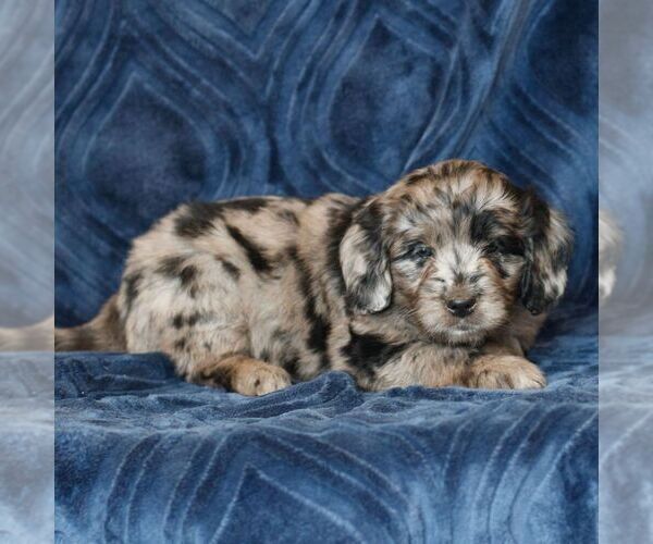 Medium Photo #3 Goldendoodle (Miniature) Puppy For Sale in NARVON, PA, USA