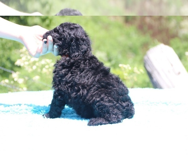 Medium Photo #9 Poodle (Standard) Puppy For Sale in UNION CITY, TN, USA