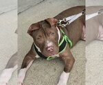 Small Photo #3 Mutt Puppy For Sale in Spotsylvania, VA, USA