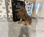 Puppy Pink collar 1 Bloodhound