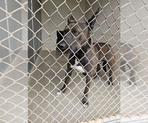 Medium Photo #4 Australian Kelpie-Unknown Mix Puppy For Sale in Maryville, TN, USA