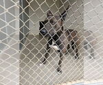 Small #3 Australian Kelpie Mix