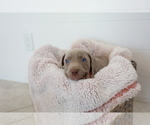 Small Photo #7 Weimaraner Puppy For Sale in HEMET, CA, USA
