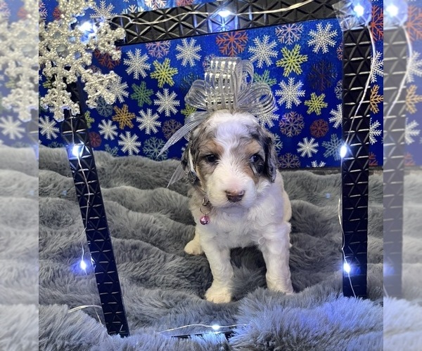 Medium Photo #3 Bernedoodle Puppy For Sale in CLEVELAND, TN, USA