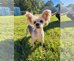 Small Photo #3 Mutt Puppy For Sale in Pacolet, SC, USA