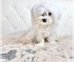 Small Photo #20 Maltese Puppy For Sale in HAYWARD, CA, USA
