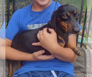 Dachshund Dogs for adoption in Sioux Falls, SD, USA