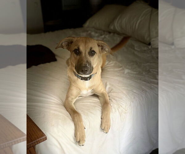 Medium Photo #6 Black Mouth Cur-Unknown Mix Puppy For Sale in San Diego, CA, USA