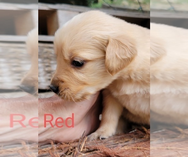 Medium Photo #20 Golden Retriever Puppy For Sale in CHINO HILLS, CA, USA