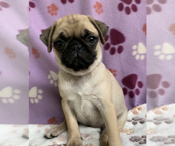 Medium Photo #1 Pug Puppy For Sale in CHATTANOOGA, TN, USA
