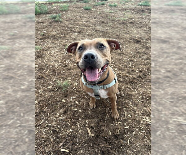 Medium Photo #1 American Pit Bull Terrier Puppy For Sale in Denver, CO, USA