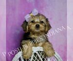 Small Photo #29 Yorkipoo Puppy For Sale in WARSAW, IN, USA