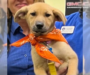 Retriever -Unknown Mix Dogs for adoption in Minneapolis, MN, USA