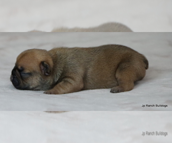 Medium Photo #10 French Bulldog Puppy For Sale in WINNSBORO, TX, USA