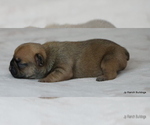 Small Photo #10 French Bulldog Puppy For Sale in WINNSBORO, TX, USA