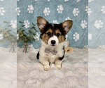 Small #1 Pembroke Welsh Corgi