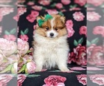 Small Photo #3 Pomeranian Puppy For Sale in CHRISTIANA, PA, USA