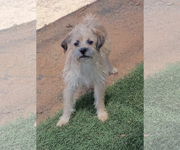 Medium Photo #2 Mutt Puppy For Sale in Apple Valley, CA, USA