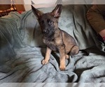 Puppy 3 Australian Shepherd-German Shepherd Dog Mix