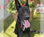 Small #1 Labrador Retriever Mix