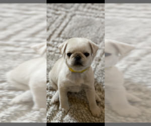 Pug Puppy for sale in NEW LONDON, OH, USA