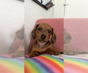 Dachshund Puppy for sale in TACOMA, WA, USA