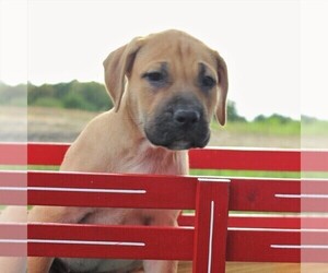 Cane Corso-Labrador Retriever Mix Puppy for sale in CHARLOTT HALL, MD, USA