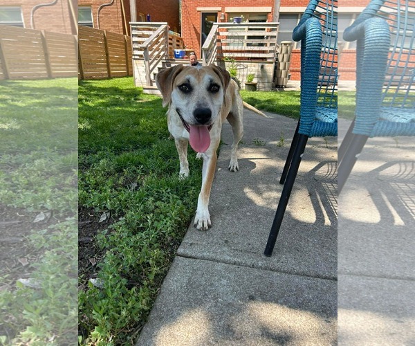 Medium Photo #2 Mutt Puppy For Sale in Germantown, OH, USA
