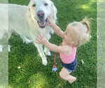 Small Photo #5 Great Pyrenees Puppy For Sale in Bountiful, UT, USA