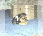 Small Photo #5 Yorkshire Terrier Puppy For Sale in STKN, CA, USA