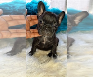 French Bulldog Puppy for sale in CARTHAGE, TX, USA