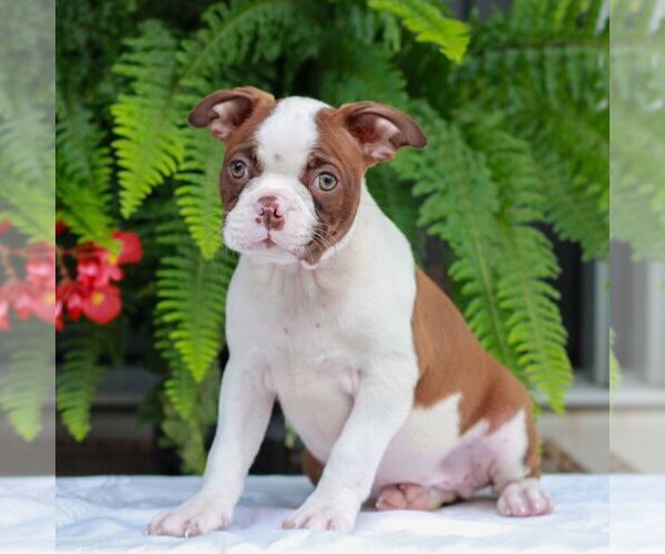Medium Photo #3 Boston Terrier Puppy For Sale in MYERSTOWN, PA, USA