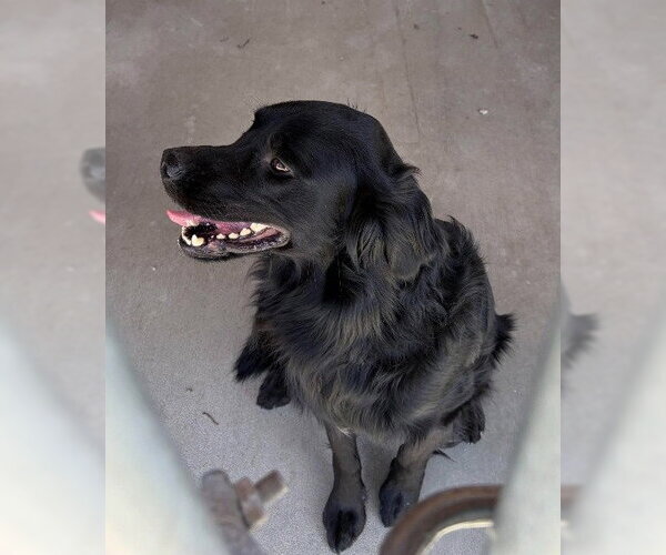 Medium Photo #3 Mutt Puppy For Sale in Emmett, ID, USA