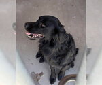 Small #2 Mutt