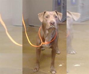 Labrador Retriever-Unknown Mix Dogs for adoption in Sacramento, CA, USA