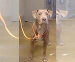 KAI - Male Labrador Retriever-Unknown Mix Dog for Adoption - Small photo