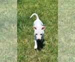 Small #2 American Pit Bull Terrier-American Staffordshire Terrier Mix